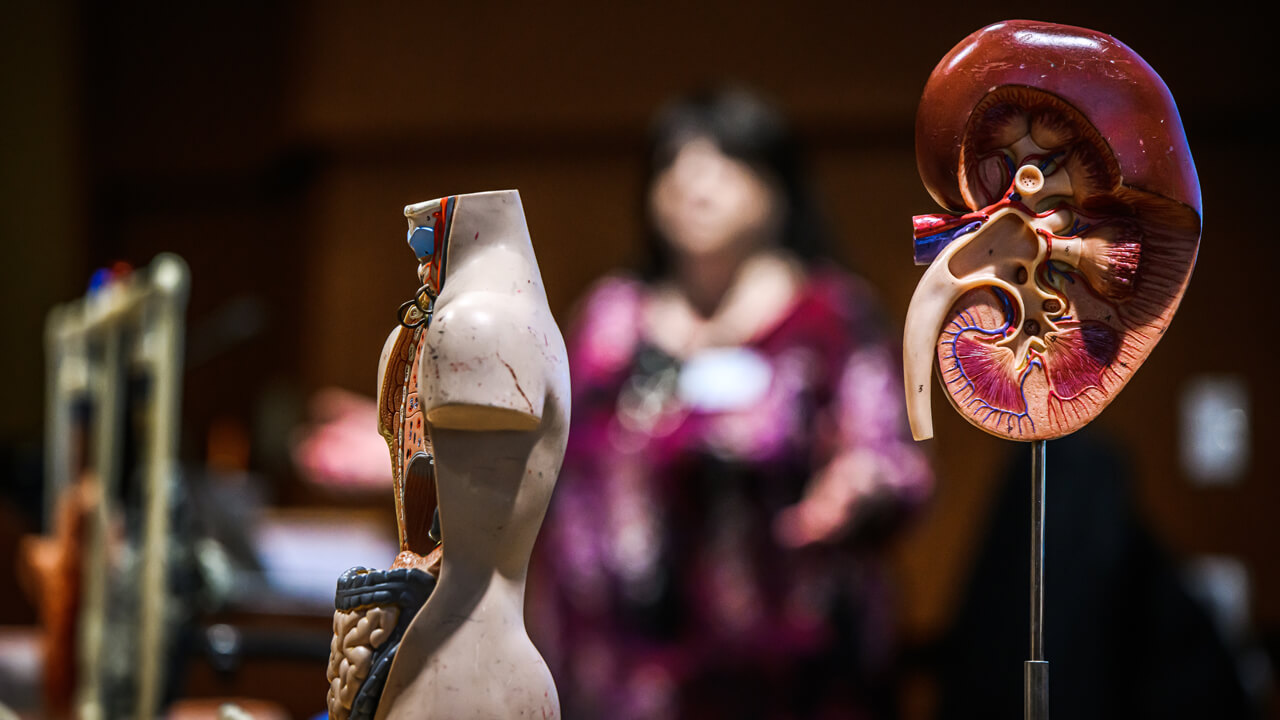 Models of organs on display for visual representation.