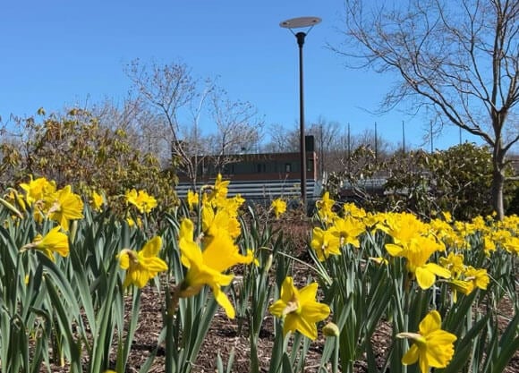 Wide view of yellow daffodils