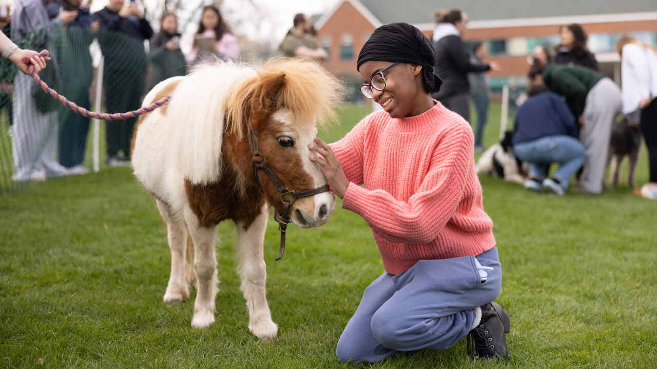 Person pets a mini horse