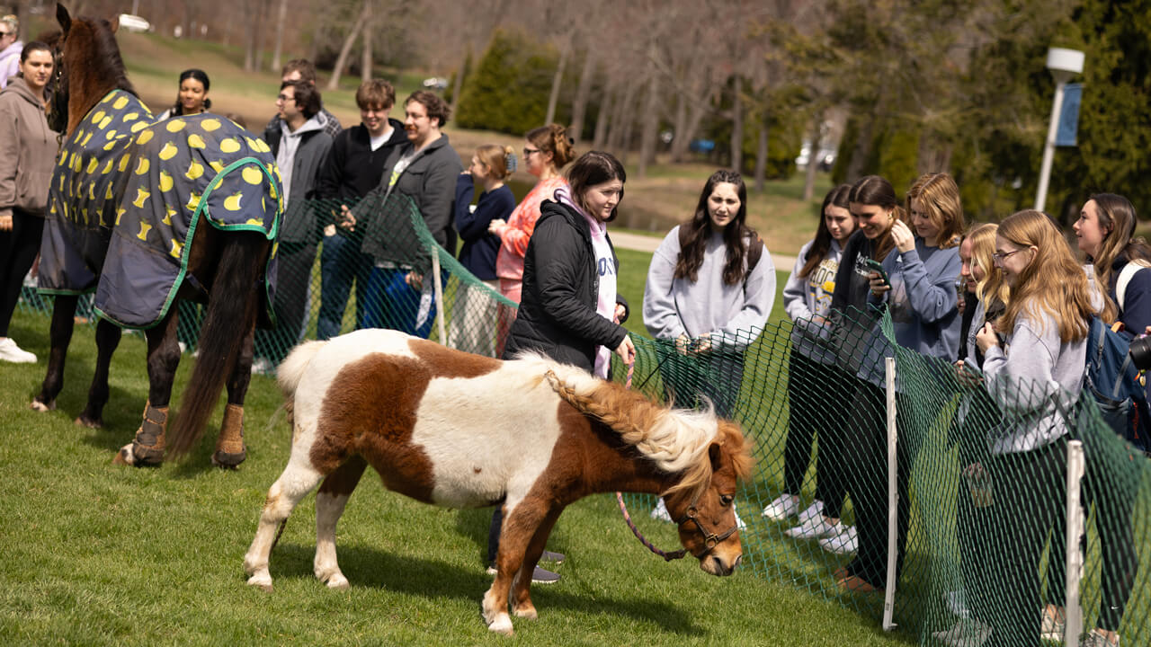 Individuals looking at the horses