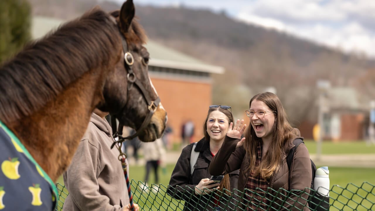 People looking at a horse