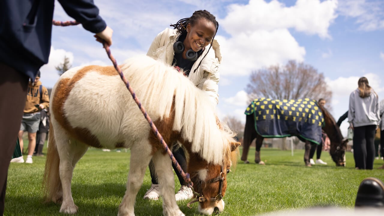 Person petting a mini horse
