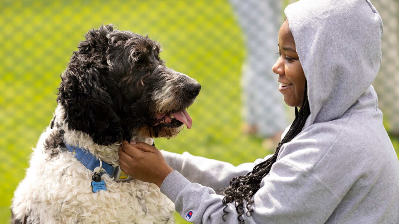 Person petting a dog