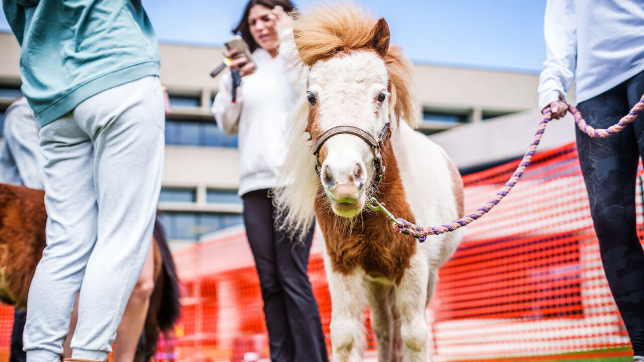 Brown and white pony walking with nose pointing toward camera