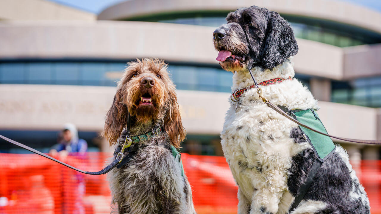Two dogs pose on north haven campus