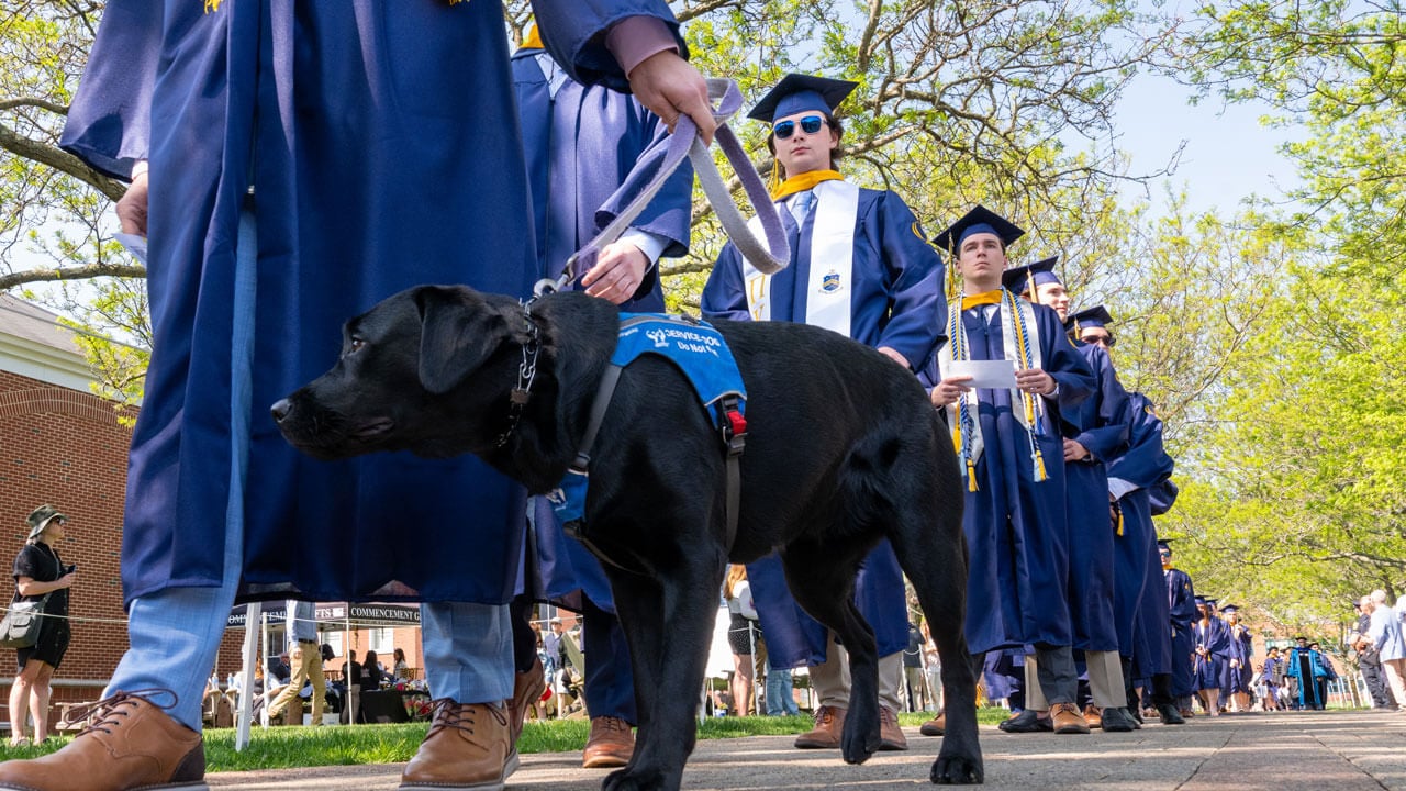 Service dog processes into commencement.