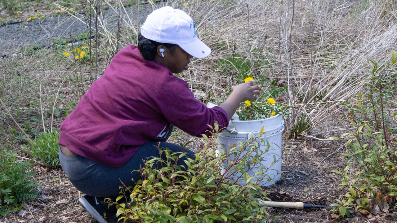 Quinnipiac student weeding to prep planting greenery