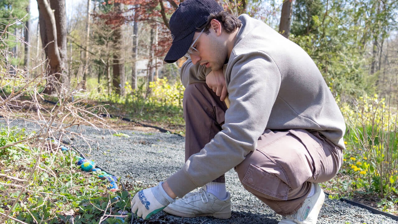 Quinnipiac Arbor Day volunteer places painted rocks along garden bank