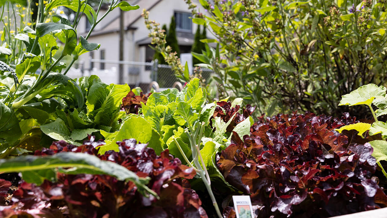 Various green and purple/brown plants