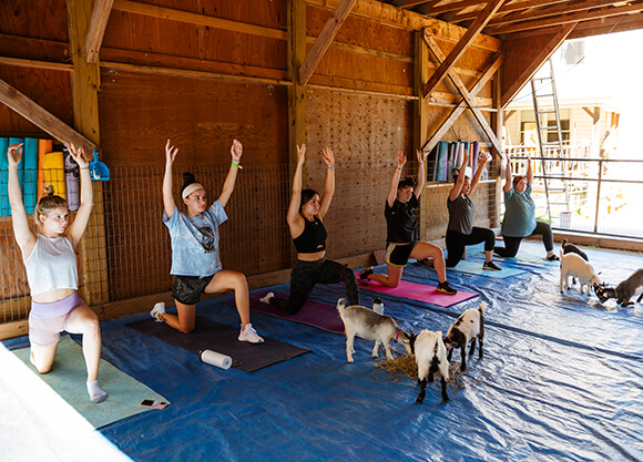 Sisters of Gamma Phi Beta do goat yoga.
