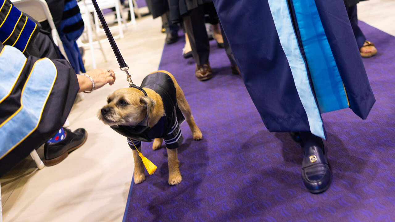 A guest reaches to pet Marie Hardin's dog, Tator, as he walks down the aisle