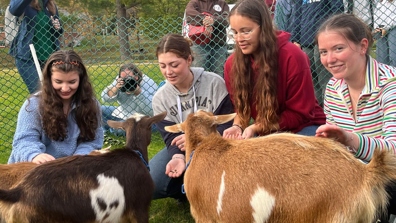 Students play with goats on the quad