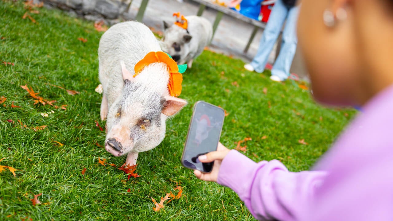 Students playing with pigs
